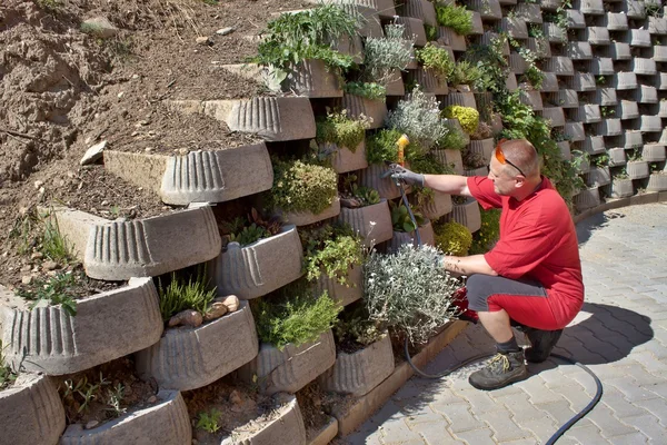 Homem, jardineiro depende de flores na retenção de parede de concreto — Fotografia de Stock