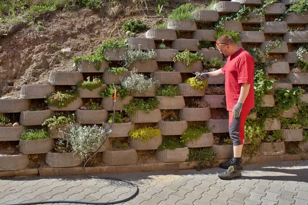 Uomo, giardiniere si affida fiori in muro di cemento — Foto Stock