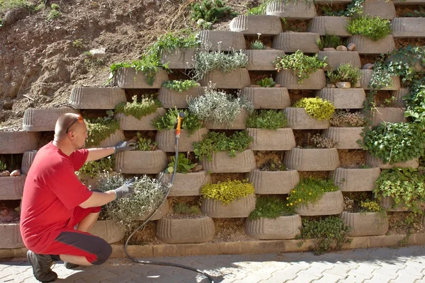Мужик, садовник полагается на цветы в удержании бетонной стены — стоковое фото