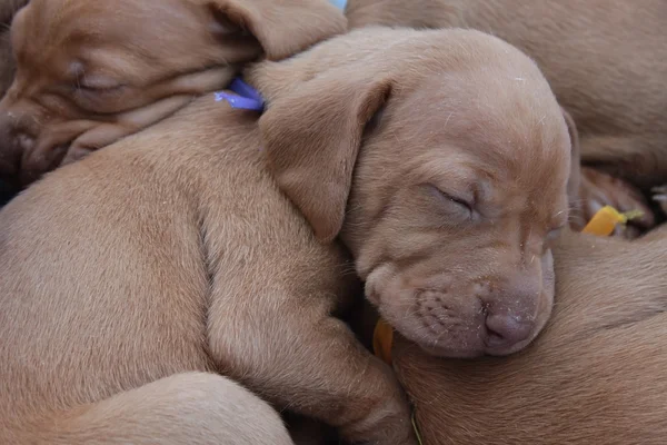 Vizsla cachorro dormindo — Fotografia de Stock