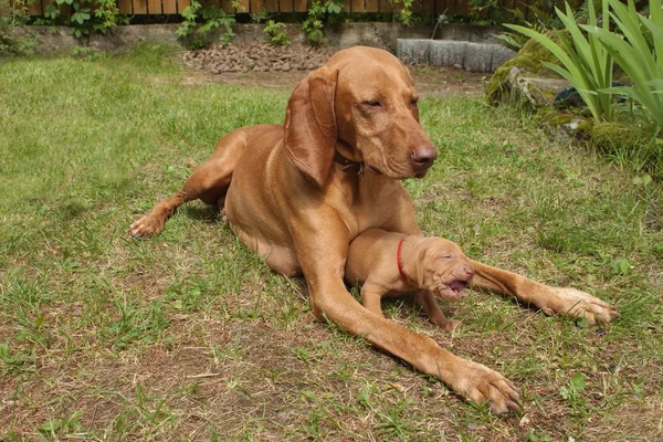 Húngaro cão cadela com filhote de cachorro Viszla — Fotografia de Stock
