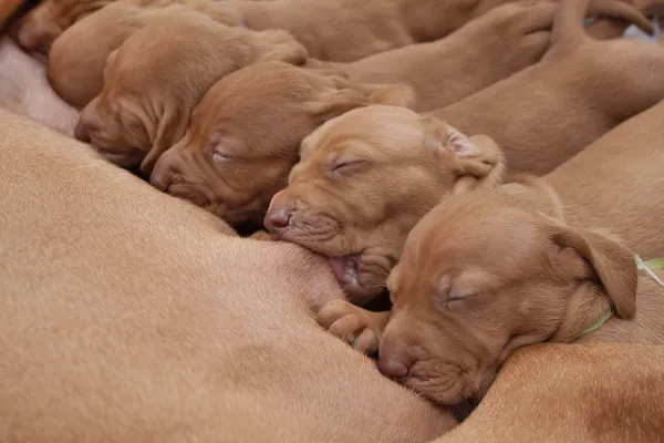 Tijd voor de menselijke voeding, voeden Hongaarse hound puppy, borstvoeding — Stockfoto