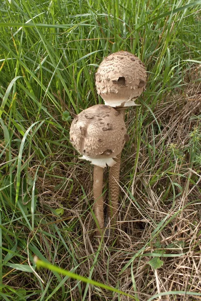 Їстівні гриби в траві (гриб-зонтик великий, lepiota procera), осінь — стокове фото