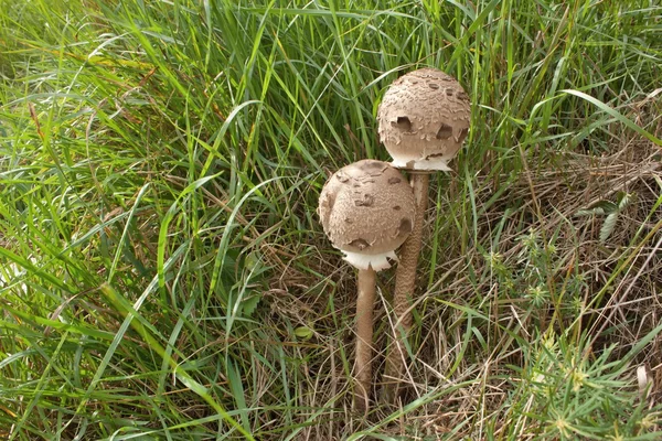 Съедобный гриб в траве (Macrolepiota procera, Lepiota procera), осень — стоковое фото