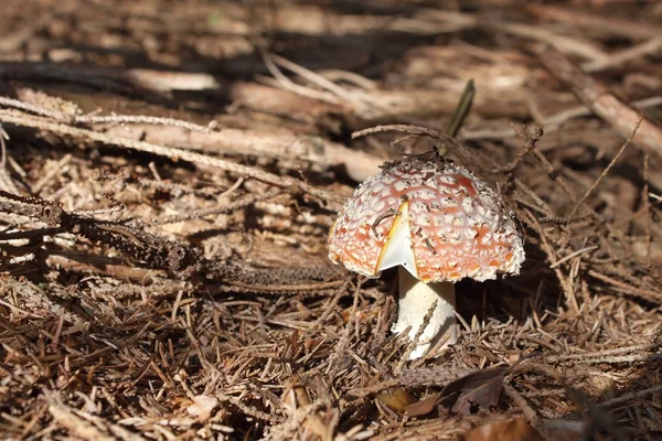 Red poisonous mushroom growing in coniferous forest, (Amanita muscaria) — Stock Photo, Image