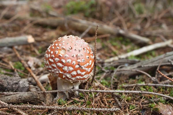 Röd giftig svamp växer i barrskog, (amanita muscaria) — Stockfoto