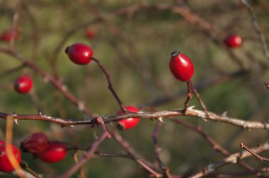 Briar, doğa, sonbahar görünümü, fructus cynosbati de vahşi kuşburnu funda