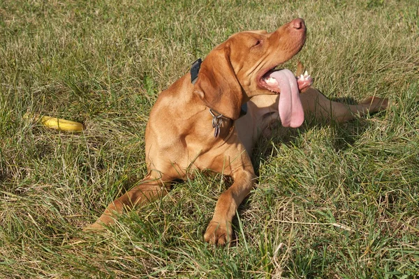 Cansado perro está descansando después de la obra, húngaro puntero detalle — Foto de Stock