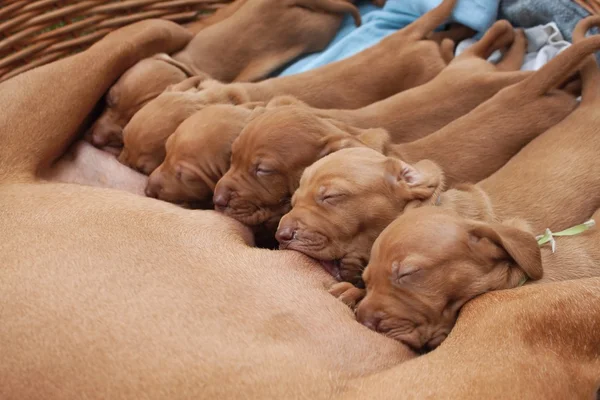 Idő, élelmiszer, takarmány, magyar agár kiskutyák, szoptatás, magyar vizsla — Stock Fotó