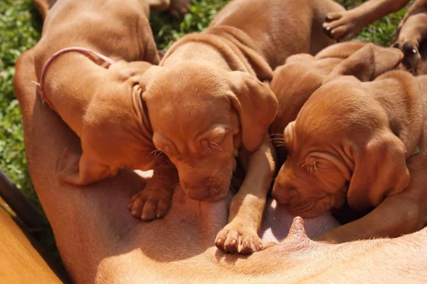 Time for food, feed Hungarian hound puppies, breastfeeding, vizsla — Stock Photo, Image