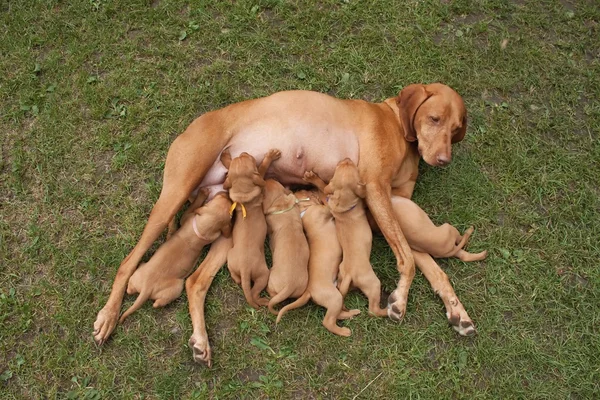 Time for food, feed Hungarian hound puppies, breastfeeding, vizsla — Stock Photo, Image