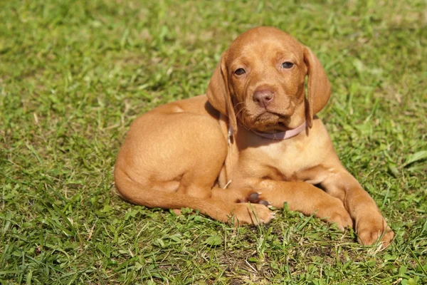 Sad puppy lying in the grass, Hungarian Pointer, Vizsla — Stock Photo, Image