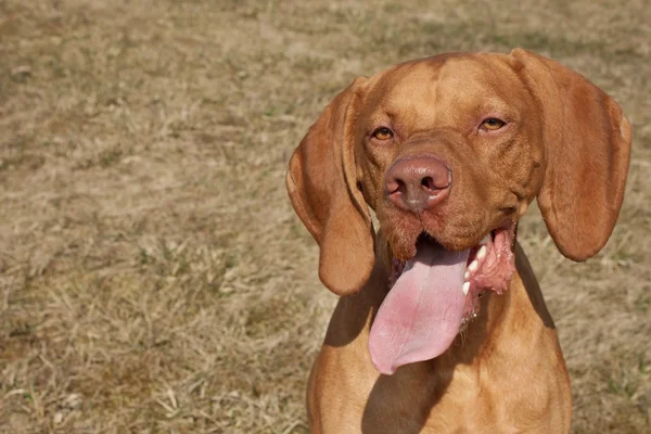 Собака-візник стирчить язиком Ліцензійні Стокові Зображення