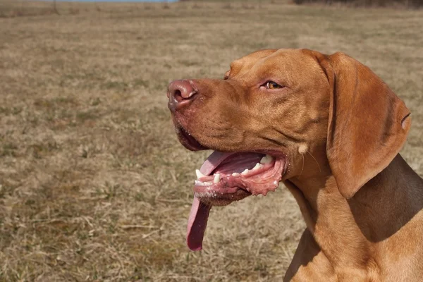 A vizsla dog sticks out its tongue — Stock Photo, Image