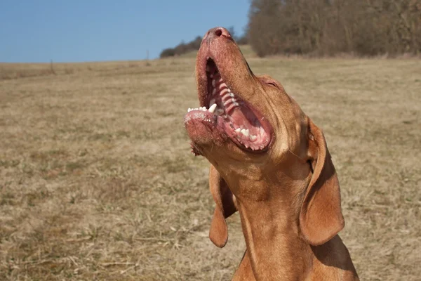Cão uivante, ponteiro húngaro, Vizsla — Fotografia de Stock