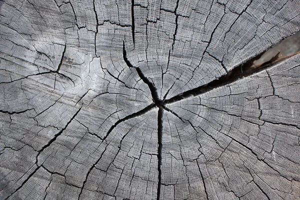 Dřevěná konstrukce ze stromu, buk, — Stock fotografie