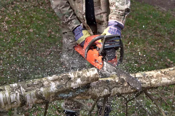 一名伐木工人工作用链锯，安全，白桦树 (桦) — 图库照片