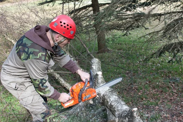 A lumberjack working with a chainsaw, (Betula) — Stock Photo, Image