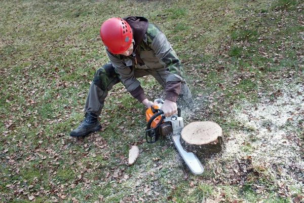 bir testere ile (betula çalışmaya oduncunun)