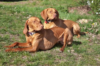 köpek vizsla yalan Macar işaretçi
