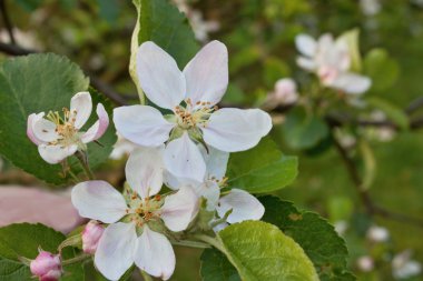 elma çiçeği, elma ağacı çiçekli