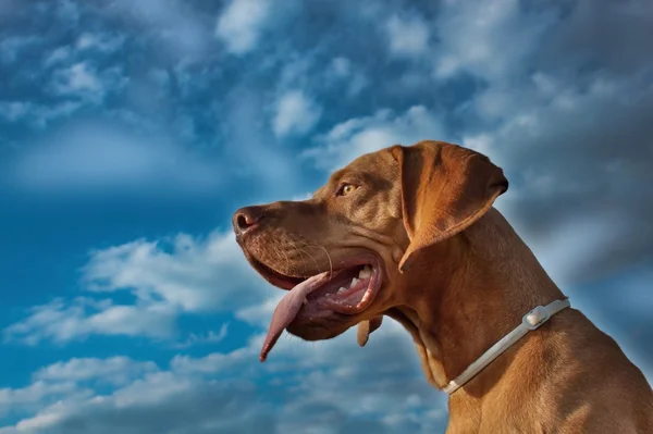 A vizsla dog sticks out its tongue, Hungarian Pointer, summer's day — Stock Photo, Image