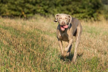 Weimaraner çayırın üzerinde mutlu bir şekilde koşar. Mutlu Weimaraner. Avlanan bir av köpeği. Sonbahar sakalı.
