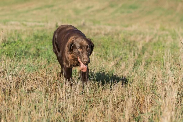 Sakallı Bir Arazide Düz Kaplama Köpeği Sonbahar Tarlasında Köpeği Bir — Stok fotoğraf
