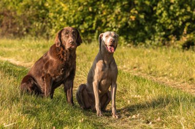 Weimaraner ve Brown Flat Retriever yeşil bir alanda oturuyorlar. Avlanmak için güneşli bir sonbahar günü. Av köpekleri. Mutlu köpek..
