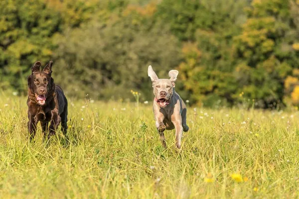 Weimaraner Hond Met Retriever Rennen Een Weide Zonnige Herfstdag Voor — Stockfoto