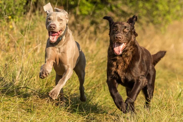 Perro Weimaraner Con Retriever Corriendo Prado Día Soleado Otoño Para Imagen De Stock