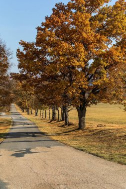Çek Cumhuriyeti 'nde sonbahar kırsal asfalt yolu. Meşelerin sonbahar rengi. Güneşli bir sonbahar günü. 