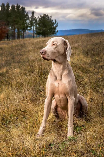 在秋天的草地上打滚 在草地上猎狗狩猎季节 狩猎的阴天 一只漂亮的狗 免版税图库图片