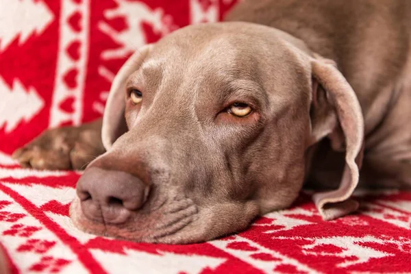 Spící Pes Posteli Velmi Ospalý Weimaraner Pes Leží Rouno Přikrývce — Stock fotografie