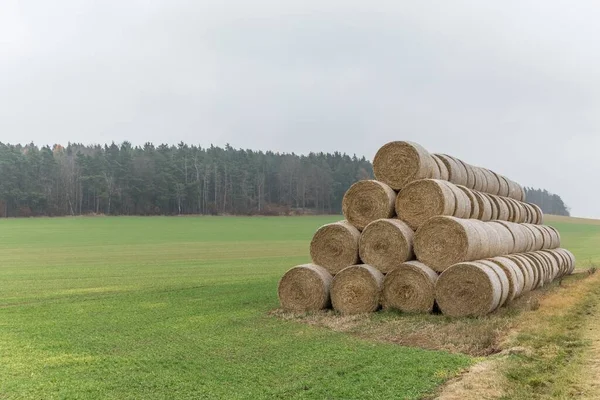 Grupp Valsade Halmbalar Staplade Pyramidform Högen Utomhus Tjeckien Nötkreatur Höstdimmig — Stockfoto