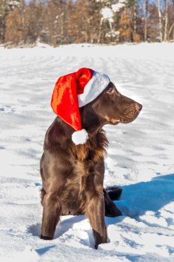 Noel Baba 'nın şapkasıyla av köpeği. Noel arifesini bekliyorum. Kahverengi düz kaplamalı av köpeği karda oturuyor. Noel Baba 'nın yardımcısı.