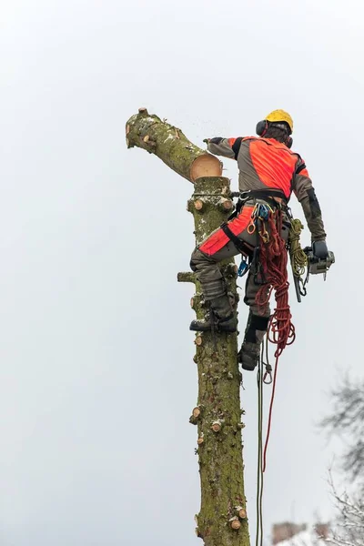 高さからチェーンソーでトウヒを切断安全ハーネスアーボリスト 冬に木を取り除く 危険な仕事だ — ストック写真
