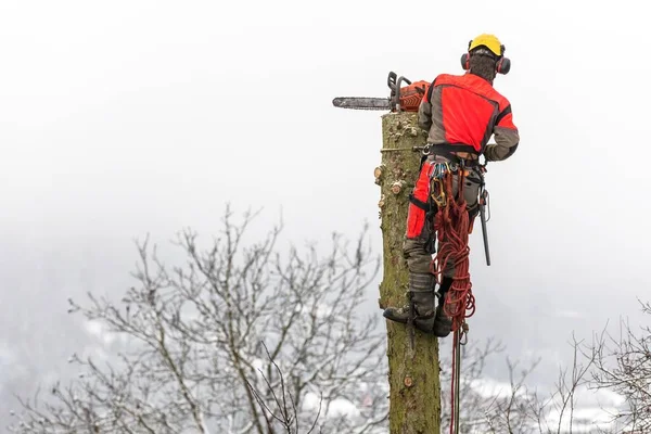 Arborista Arnês Segurança Corte Abeto Com Motosserra Altura Removendo Árvores — Fotografia de Stock