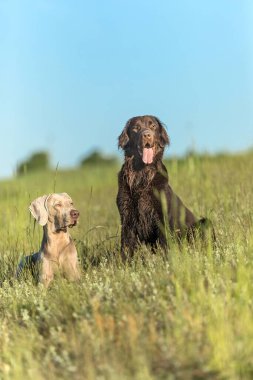Köpekler avlanıyor. Çayırda köpek avlamak. Weimaraner ve Brown Flat Retriever çayırda. Avlanmak için güneşli bir bahar günü
