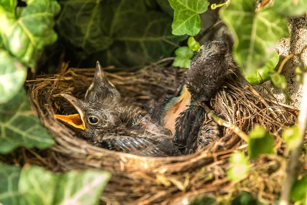 Ninho Pássaro Com Descendência Início Verão Turdus Merula Starling Comer Fotografia De Stock