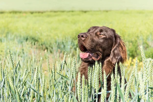 Brown Flat Coated Retriever Wheat Field Agricultural Landscape Czech Republic — Stock Photo, Image