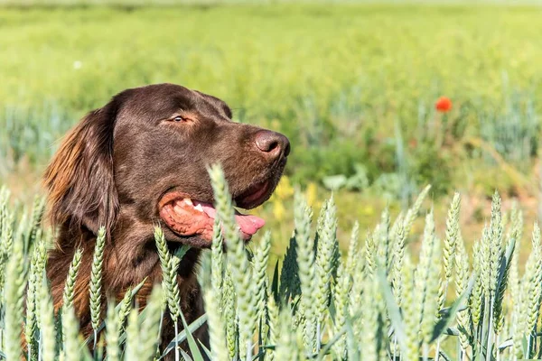 Bruine Platte Retriever Een Tarweveld Landbouwlandschap Tsjechische Republiek Mooie Jachthond — Stockfoto