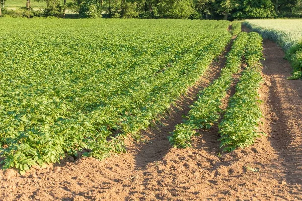 Campo Patate Nella Repubblica Ceca Europa Coltivazione Patate Azienda Agricola — Foto Stock