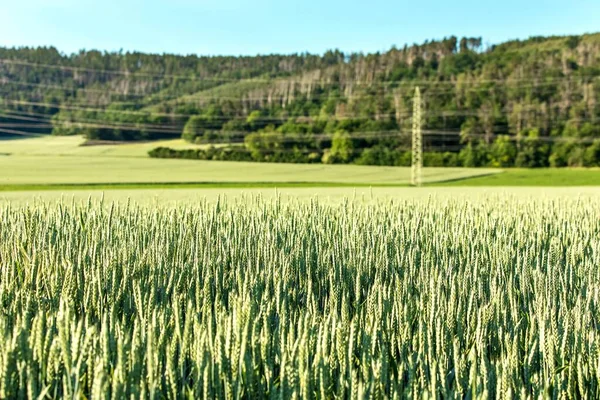 Grönt Vete Tjeckien Europa Odlar Majs Jordbruksgård Livsmedelsproduktion — Stockfoto