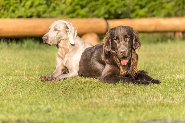 Beautiful Dogs Summer Day Brown Flat Coated Retriever Weimarane Summer — Stock Photo, Image