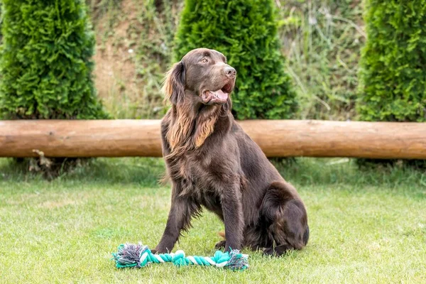 Beautiful Dogs Summer Day Brown Flat Coated Retriever Male Dog — Stockfoto