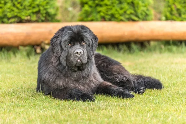 Newfoundland Dog Summer Day Garden Newfoundland Dog Breed Outdoor Big — Stok fotoğraf