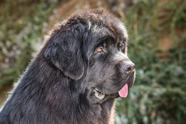 Head of a Newfoundland dog. Newfoundland dog on a summer day in the garden. Rescue dog.