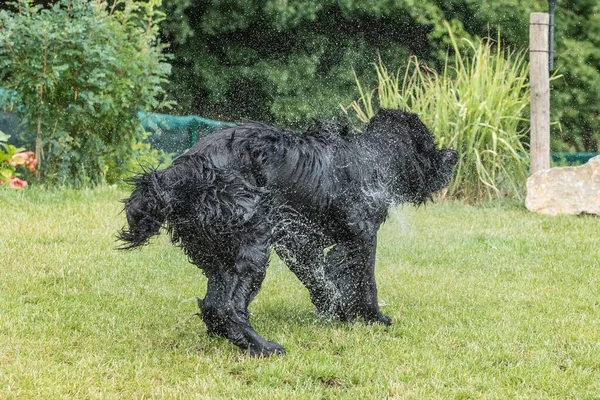 Newfoundland dog shake off the water create a huge amount of small drops. Newfoundland dog on a summer day in the garden. Rescue dog.