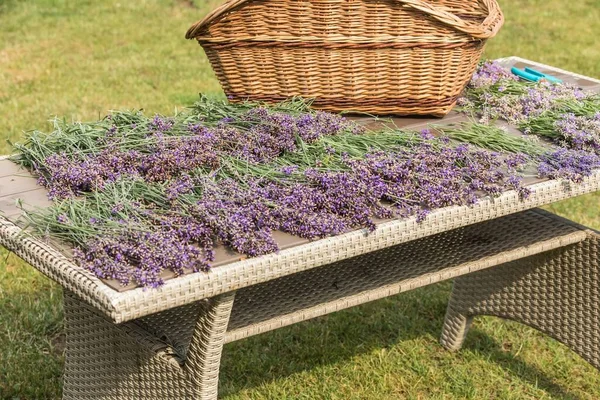 Lavender cutting - cutters and fresh flowers on wooden table. Lavender harvest in a small garden. Aromatherapy. Production of perfumes.